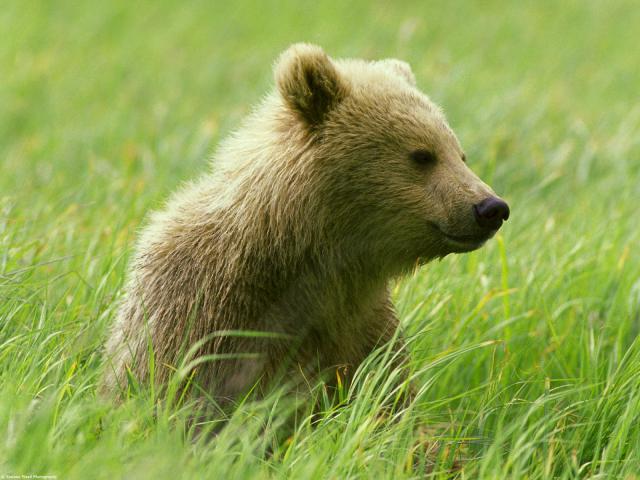 Animals_241