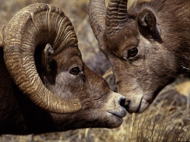 Animals_243