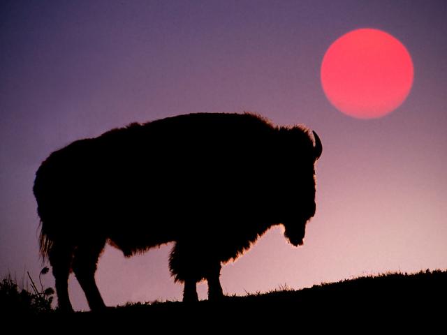 Animals_245