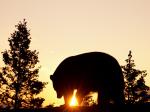 Animals_247