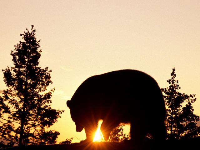 Animals_247