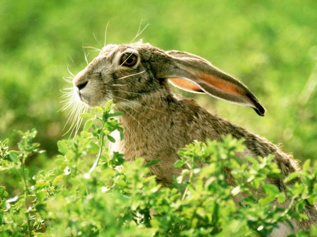 Animals_249