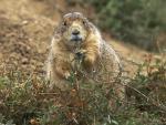 Animals_250