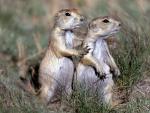 Animals_251