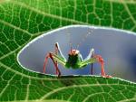 Animals_252