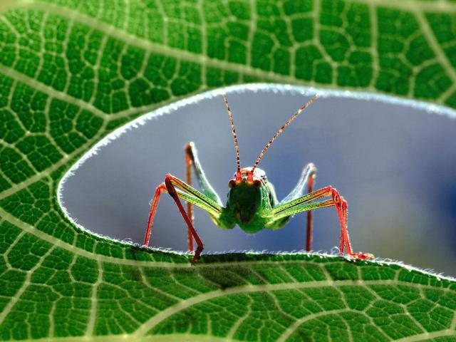 Animals_252