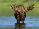 Animals_253