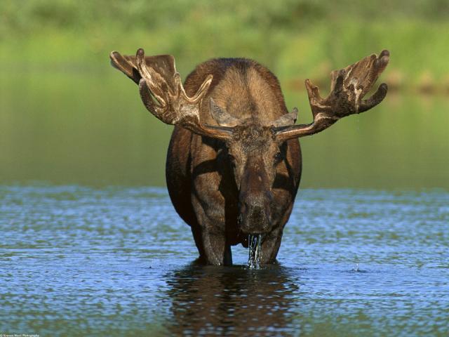 Animals_253