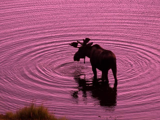 Animals_254