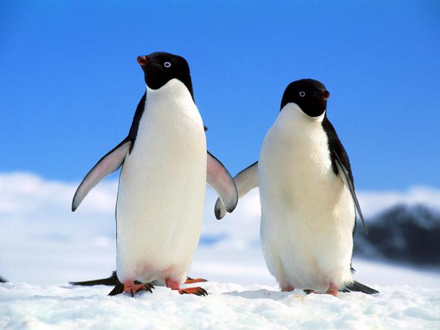 Animals_256