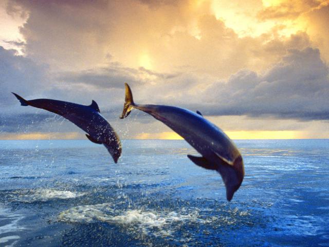 ocean-life-446