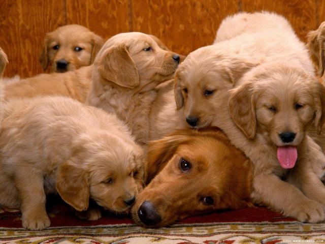 dog_419