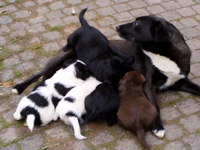 dog_425