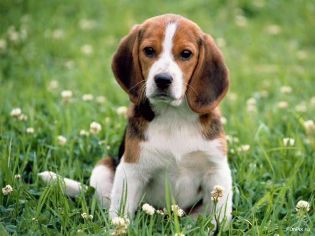 dog_428