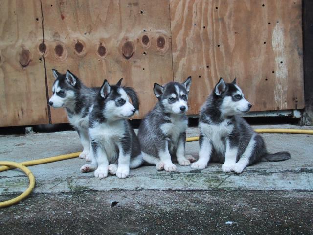 dog_429
