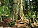 Japan_Temple_18