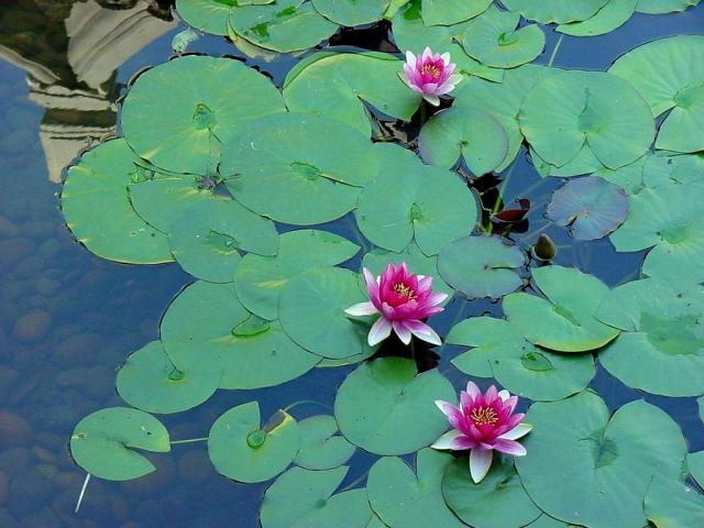 Garden_029