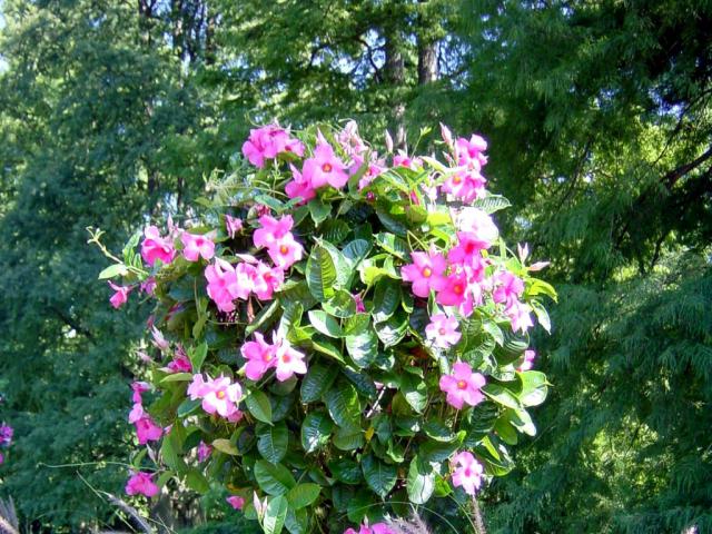 Garden_048