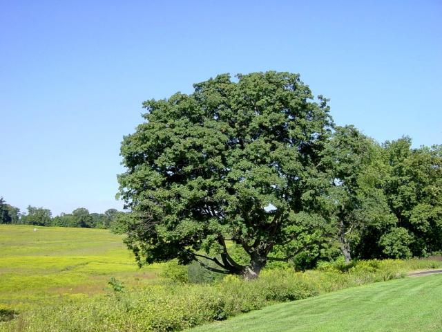 Garden_049