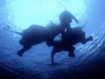 Animals_264