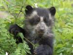 Animals_265