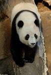 Animals_260