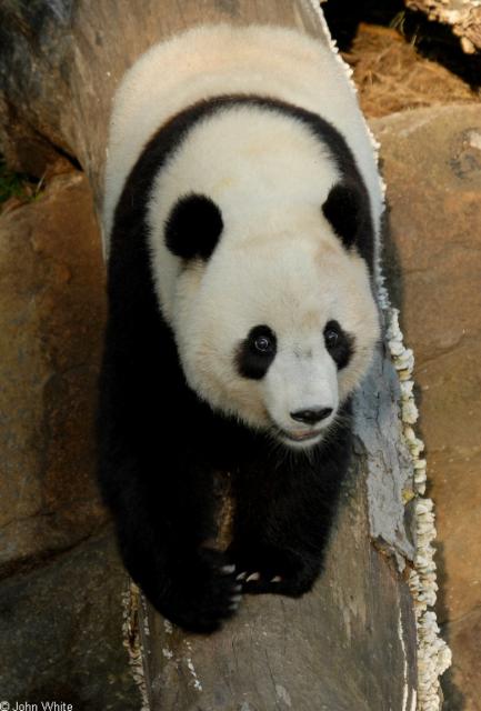 Animals_260