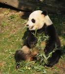 Animals_262
