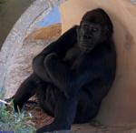 Animals_263