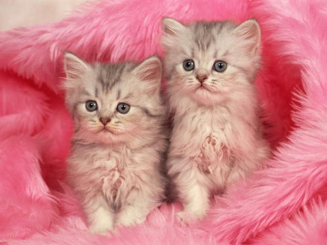 cat_183