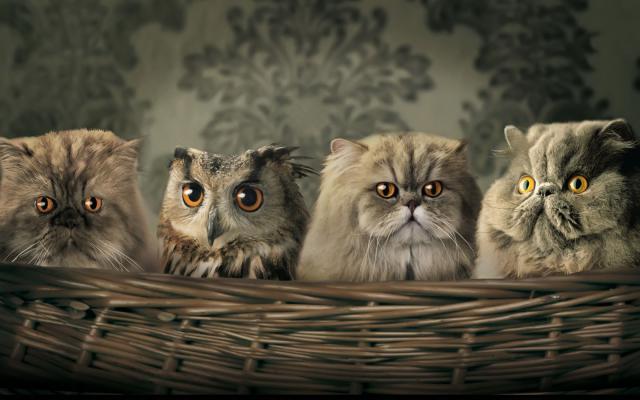 cat_184