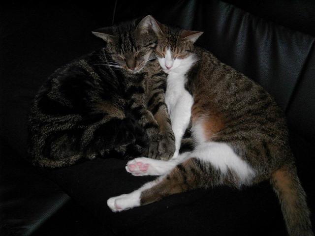 cat_185