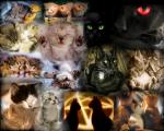cat_187