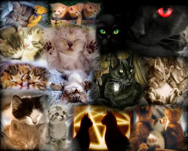 cat_187
