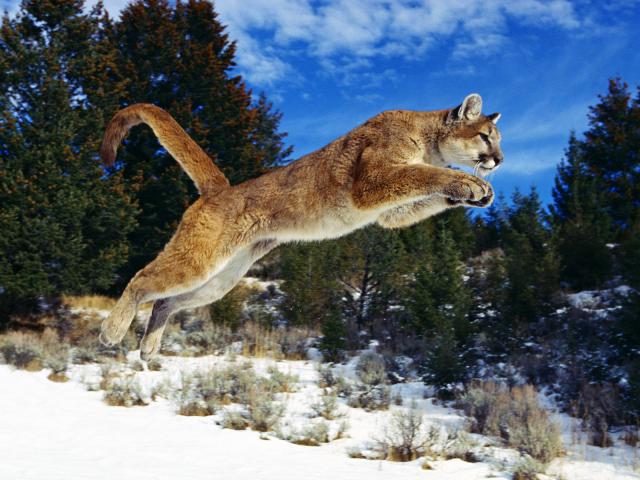 Tiger_23