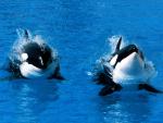 ocean-life-451