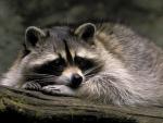 Animals_266