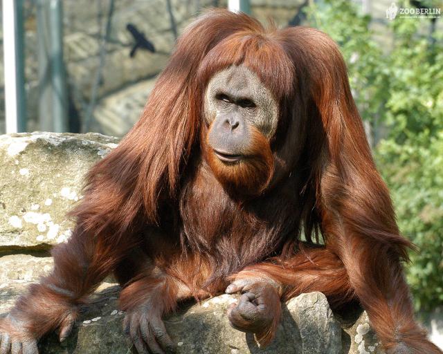 Animals_267