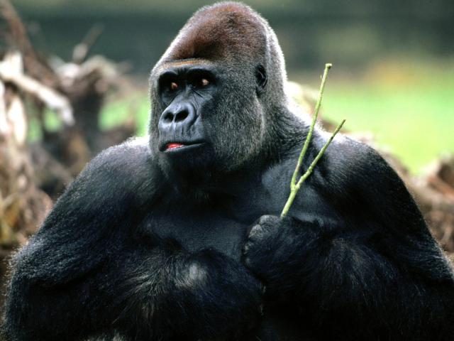 Animals_272