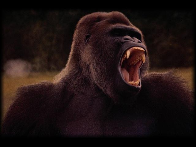 Animals_273