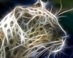 Animals_276