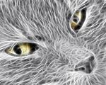 Animals_278