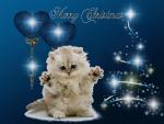 cat_195