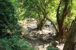tree_169