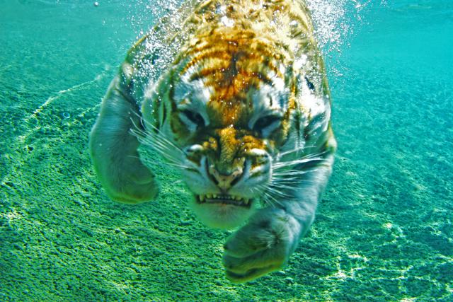 Tiger_24