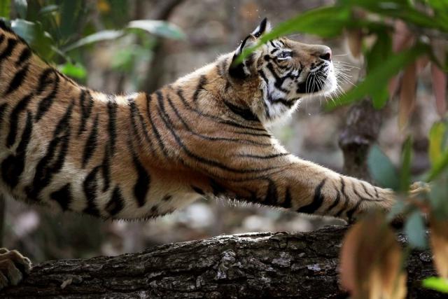 Tiger_26