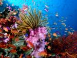 Animals_283