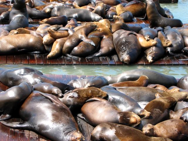 Animals_288