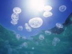 ocean-life-453