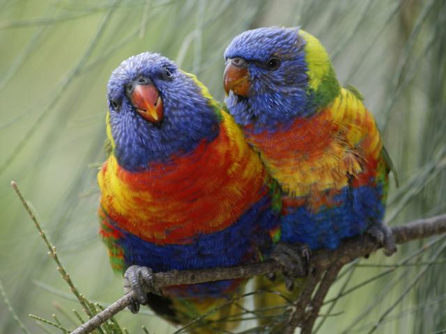 Birds_091